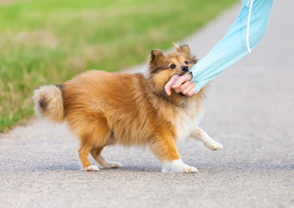 Are Certain Dog Breeds More Prone to Bite Than Others?