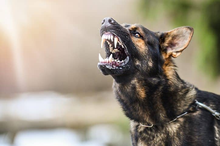 Aggressive dog shows dangerous teeth. German sheperd attack head detail.