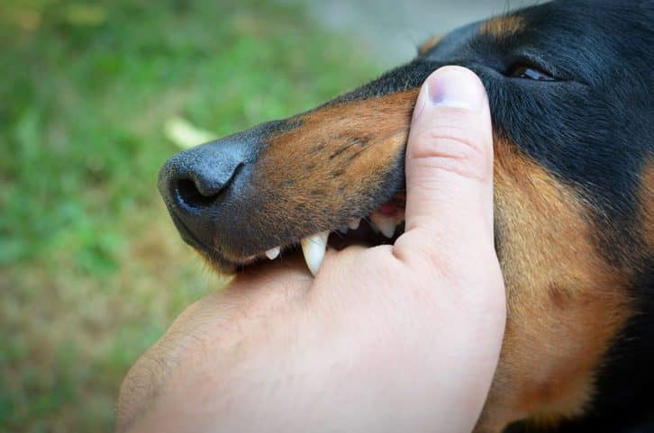 Perro peligroso muerde una mano.